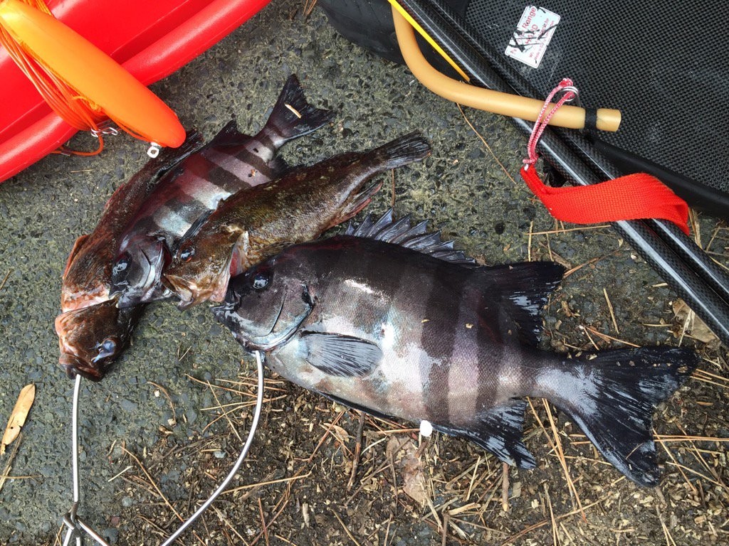 ３本継ぎ手銛のメリットとホットジェルの話 | 魚突きスピア